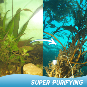 Aquatic Algae Control Purifier