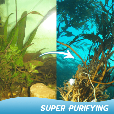 Image of Aquatic Algae Control Purifier